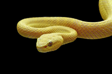 Yellow viper snake on branch, viper snake isolated on black background, animal closeup