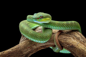 poisonous green snake above the branch, green viper snake on a black background, venomous and...