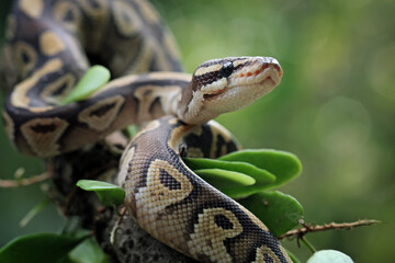 Close up of ball python on a branch, non-venomous snake, python regius