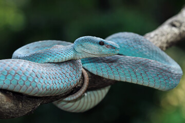 Blue viper snake closeup on branch,blue insularis,Trimeresurus Insularis