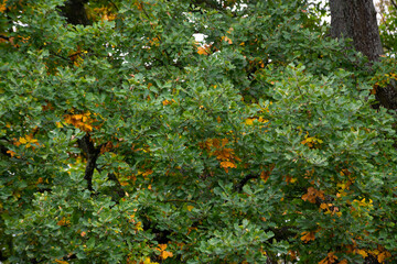 Fototapeta na wymiar Oak with brown leaves at autumn sunset.
