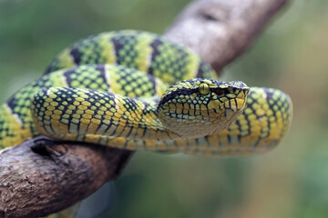 wagleri pit viper snakes on branch, tropidolaemus wagleri, animal closeup