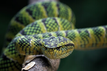 wagleri pit viper snakes on branch, tropidolaemus wagleri, animal closeup