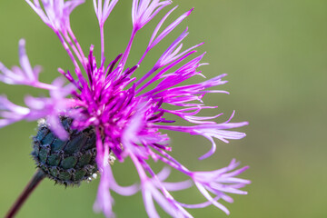 Close-up of a thistle flower on a green background. Beautiful photos of nature. Postcard template with place for text.