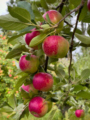 Red apples on tree