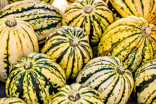 K&uuml;rbis, Spaghettik&uuml;rbis, Stripetti, Cucurbita Pepo, Speisek&uuml;rbis, K&uuml;rbisernte, K&uuml;rbisrezepte, Herbstmarkt, Herbstfest, Herbstdekoration, Herbst, Baselland, Schweiz