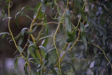 background of long leaves of willow branches, twisted yellow willow branches close-up, green tree background, curved trunk, branches and twisted narrow leaves, decorative shape
