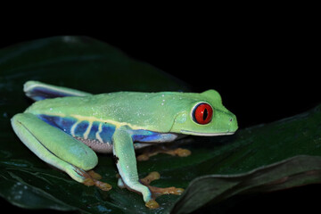 Obraz premium Red-eyed amazon tree frog on leaves, Agalychnis callidryas