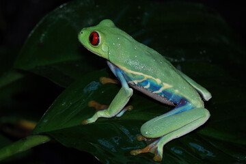 Red-eyed amazon tree frog on leaves, Agalychnis callidryas