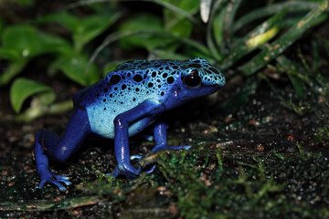 Blue poison dart frog side view, Dendrobates tinctorius azureus
