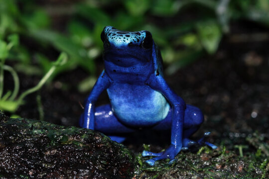 Blue poison dart frog front view, Dendrobates tinctorius azureus