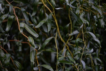 background of long leaves of willow branches, twisted yellow willow branches close-up, green tree background, curved trunk, branches and twisted narrow leaves, decorative shape