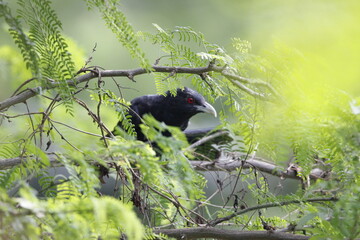 Asian Koel bird sitting on tree in beautiful afternoon singing and looking food.