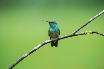 beija-flor-de-banda-branca (Chrysuronia versicolor)