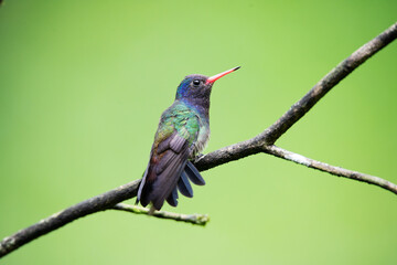 beija-flor-roxo (Chlorestes cyanus)