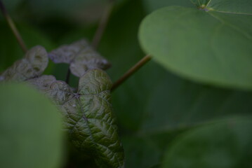 green leaves close-up of a Paulownia tree, young green leaves of Adam's tree, symmetrical photo, three young leaves, fast growing tree, saving the planet