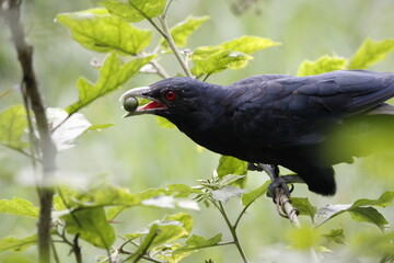 Asian Koel bird sitting on tree in beautiful afternoon singing and looking food.