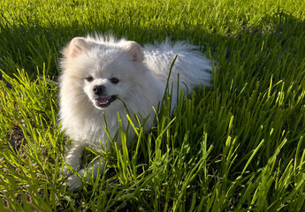 Pomeranian dog eats green grass