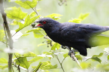 Asian Koel bird sitting on tree in beautiful afternoon singing and looking food.