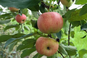 apples on tree