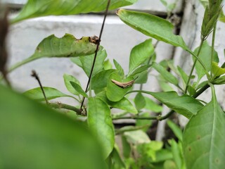 Insects on leaves or Grasshopper or Two different insects 