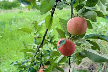 apples on a branch
