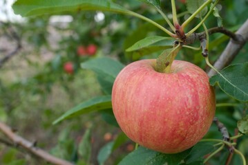 red apples on a branch