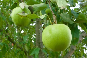 green apples on a tree