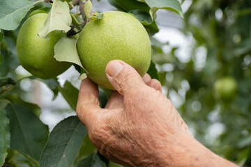 old farmer picks an apple from his crop. apple season. horizontal