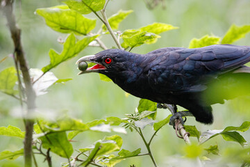 Asian Koel bird sitting on tree in beautiful afternoon singing and looking food.