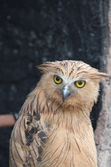 great horned owl