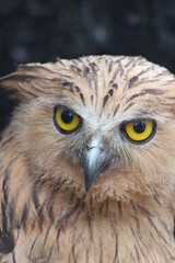 close up of a owl