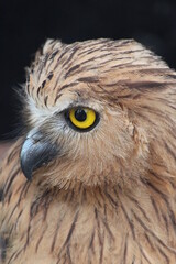 close up of an owl