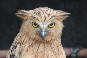 close up of an owl