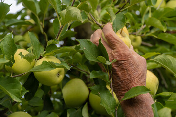 Organic fruit. old farmer hand picks apples.