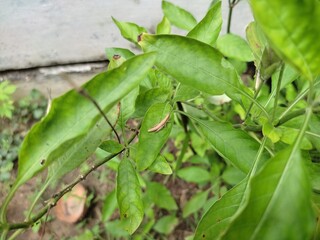 Insects on leaves or Grasshopper or Two different insects 