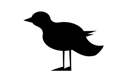 silhouette of a bird