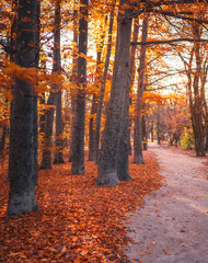 Plakat Pathway in the forest at autumn