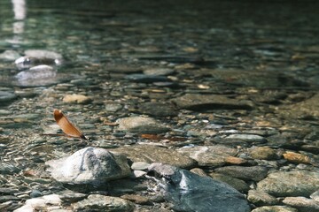 赤いカワトンボ © Juta