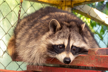 Raccoon in the enclosure in the zoo. Close up portrait.