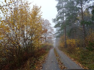 road in the forest in autumn and with fog