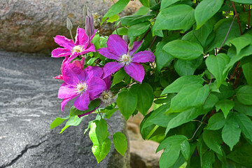 różowe kwiaty powojnika (Clematis ), pink clematis flowers © kateej