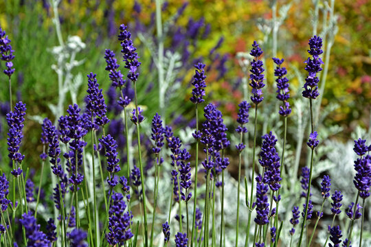 lawenda wąskolistna - lavender - Lavandula angustifolia i szara kocanka piaskowa (Helichrysum arenarium), lavender and grey helichrysum