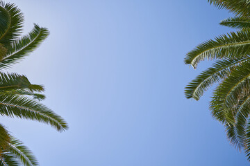 Vivid palm fronds on blue sky with copy space