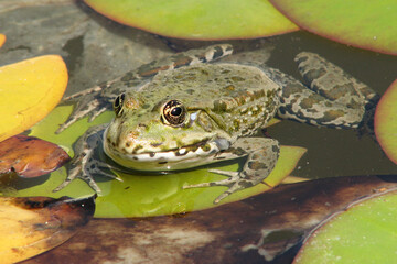 frog on a leaf
