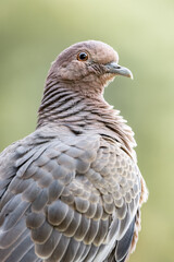 pigeon (asa branca)