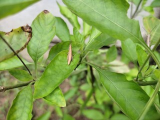 Insects on leaves or Grasshopper or Two different insects 