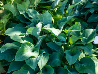 Large to giant hosta (hybrid of Hosta nigrescens) 'Krossa Regal' with smooth, thick, widely-veined, blue to gray leaves that have slightly wavy margins growing in the garden