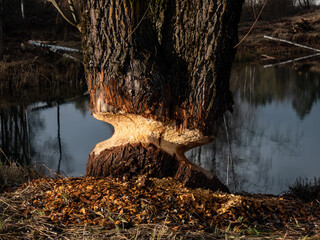 Big, growing tree with impressive beaver damage and signs on wood trunk from teeth. Tree almost cut by beaver next to water surrounded with wood chips