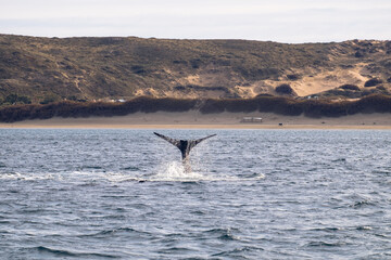 Southern right whale elegantly showing its tail near the Valdes Peninsula, Argentina.
